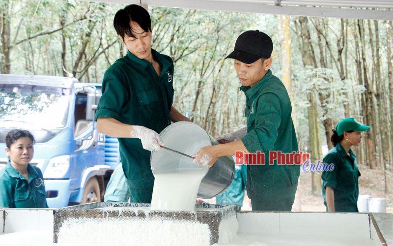 Sống khỏe với nghề cạo mủ cao su