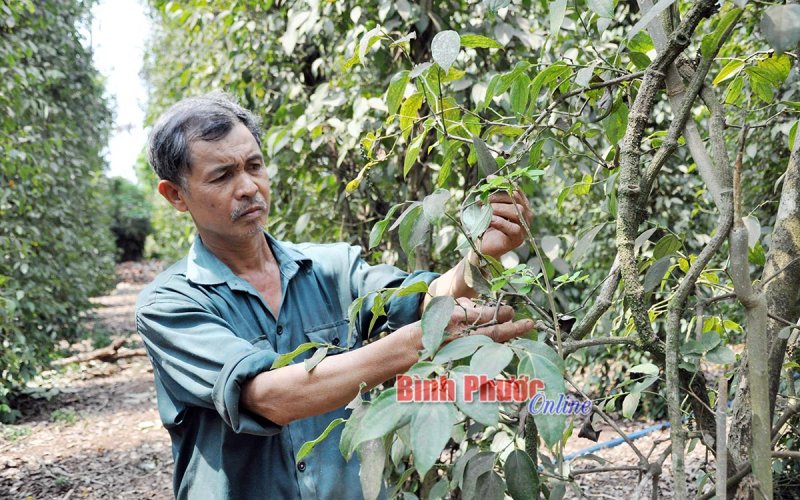 Tìm hướng đi cho cây tiêu