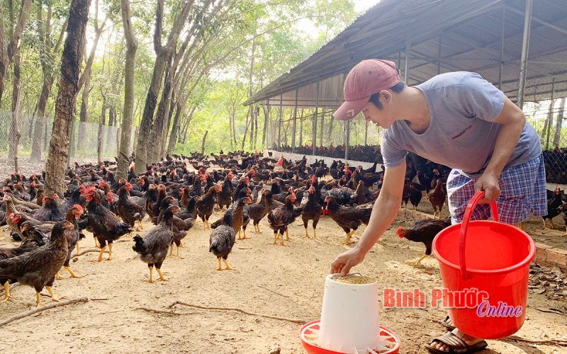 Tín hiệu vui cho người nuôi gà dịp tết