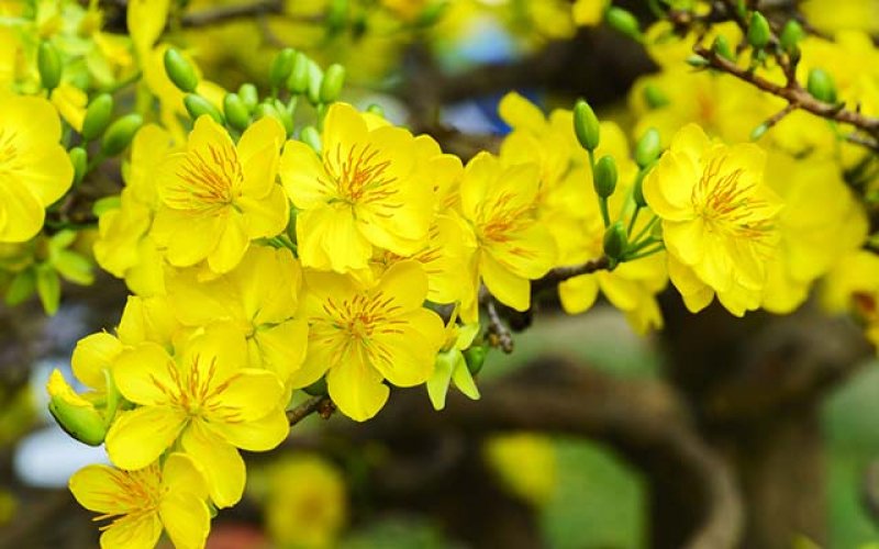 Bản lĩnh Việt Nam, bản lĩnh Bình Phước