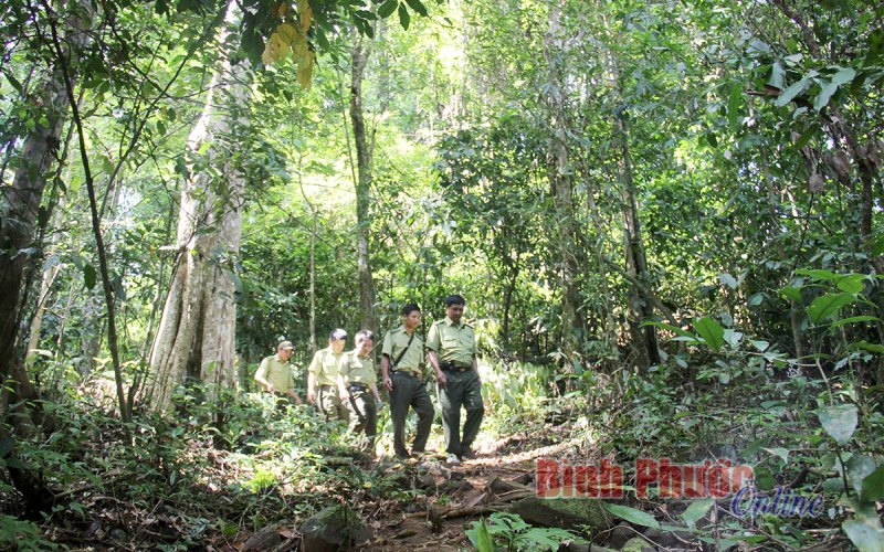 Bình Phước có hơn 174.425 ha rừng và đất lâm nghiệp