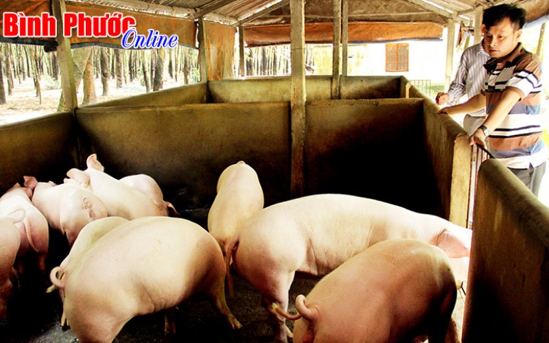 Bình Phước: Giá trị sản xuất ngành chăn nuôi tăng 3,3%