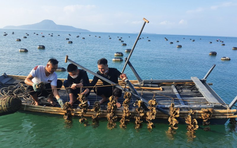 Nông nghiệp Quảng Ninh hướng tới mục tiêu tăng trưởng 4,5% - Sức bật từ những dư địa mới