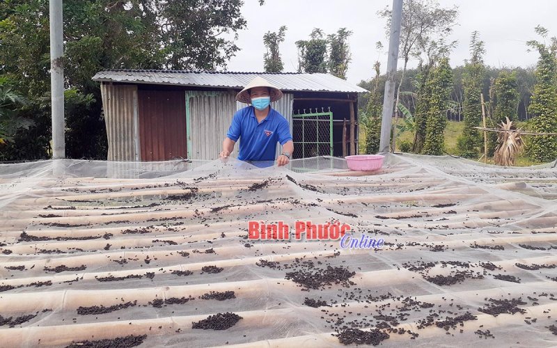 Nuôi dơi - mô hình mới ở Minh Tâm