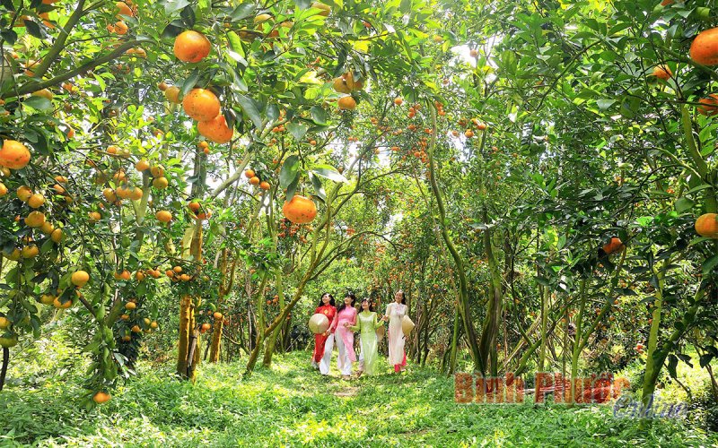 Quýt hồng Lai Vung rộn ràng vụ tết