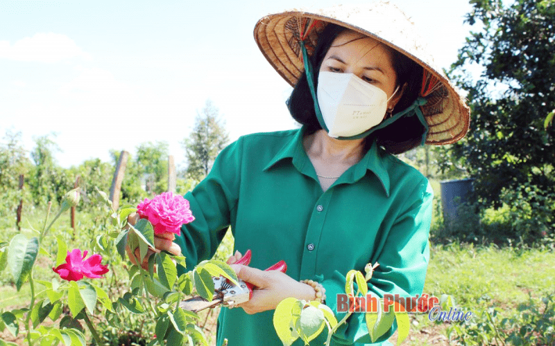 Xây dựng thương hiệu trà nụ hoa hồng organic