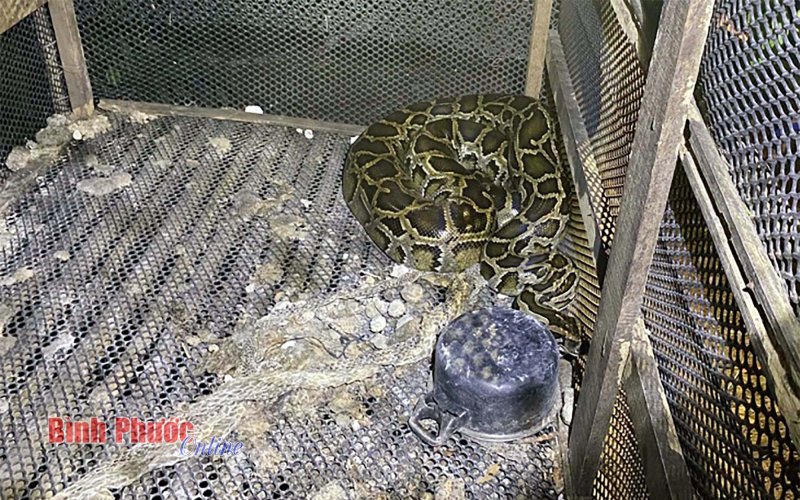 Bình Phước: Tử vong nghi do bị trăn siết cổ