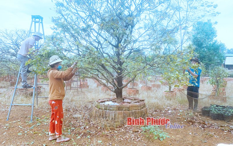 Chăm sóc mai vàng ngày tết