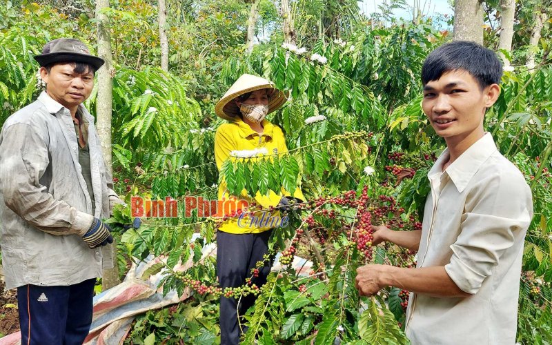 Định danh thương hiệu cà phê nguyên chất Bù Ðốp