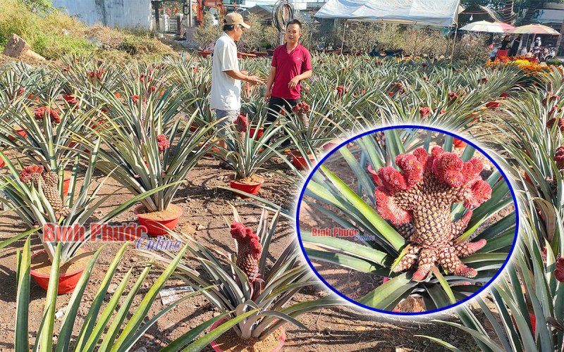 Độc đáo khóm phụng chưng tết