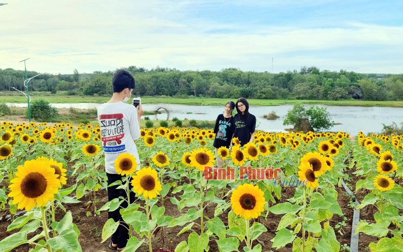 Đồng Xo&agrave;i cải tạo, chăm s&oacute;c vườn hoa phục vụ tết