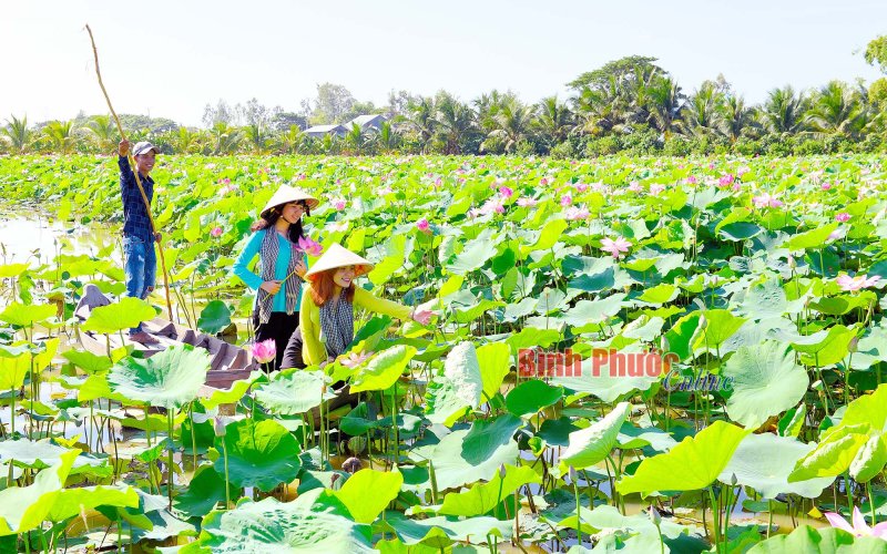Du lịch nông nghiệp Đồng Tháp rộn ràng vào xuân