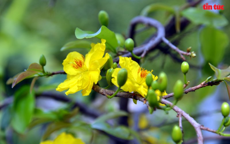 Hoa mai vàng - nét Xuân phương Nam