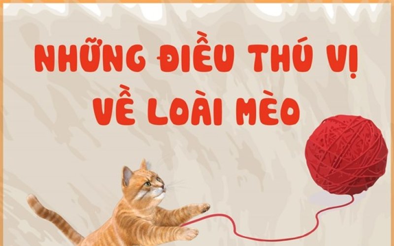 [Infographics] Những điều thú vị không phải ai cũng biết về loài mèo