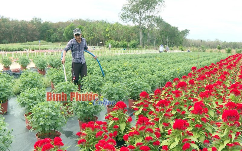 Linh động nâng cao hiệu quả sử dụng đất