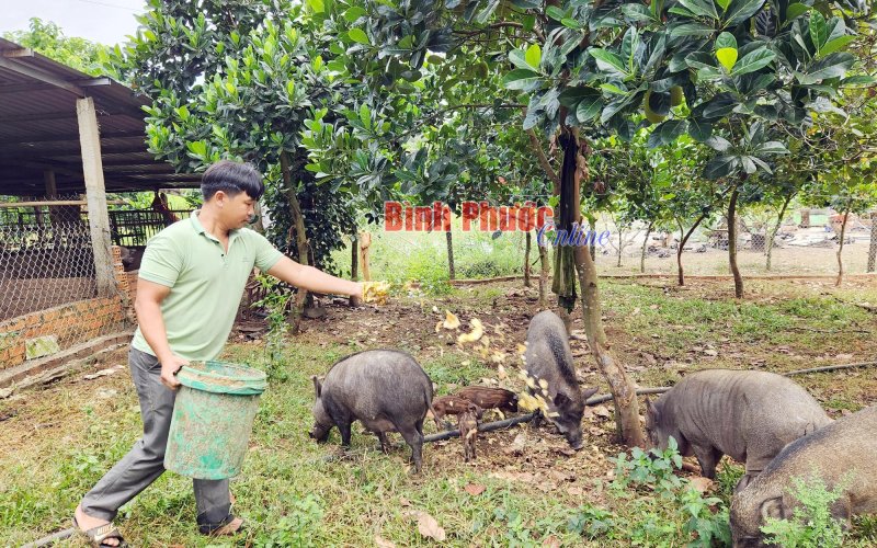 Lợi kép từ mô hình vườn - ao - chuồng