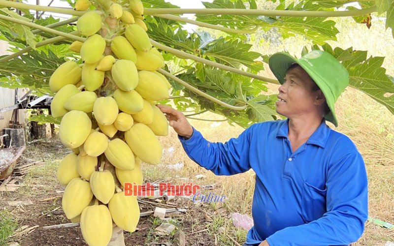 Nhà vườn tất bật rau, quả vụ tết