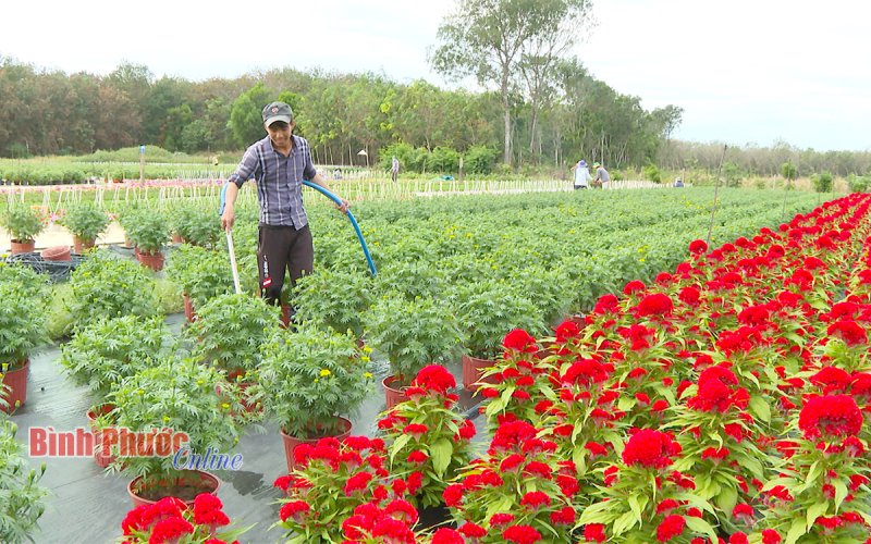 Những cánh đồng luôn có… mùa xuân