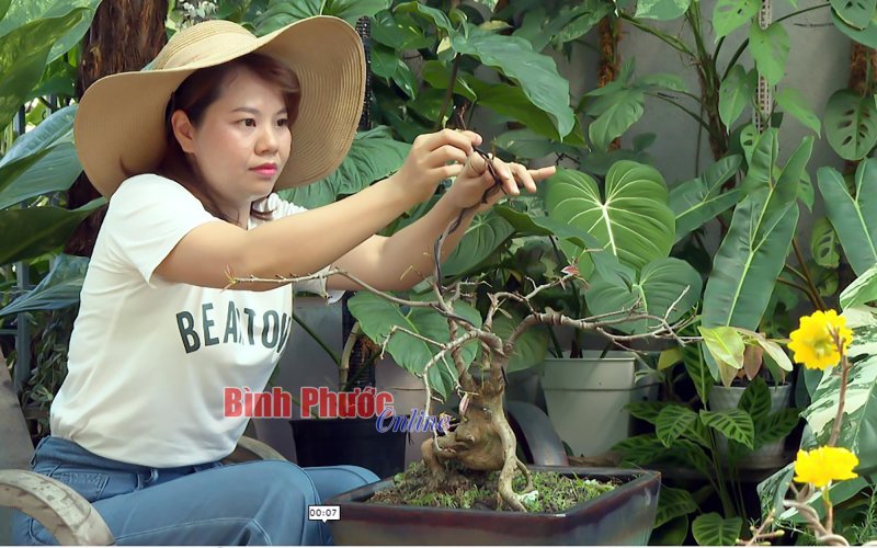 &ETH;ộc, lạ mai v&agrave;ng chưng tết