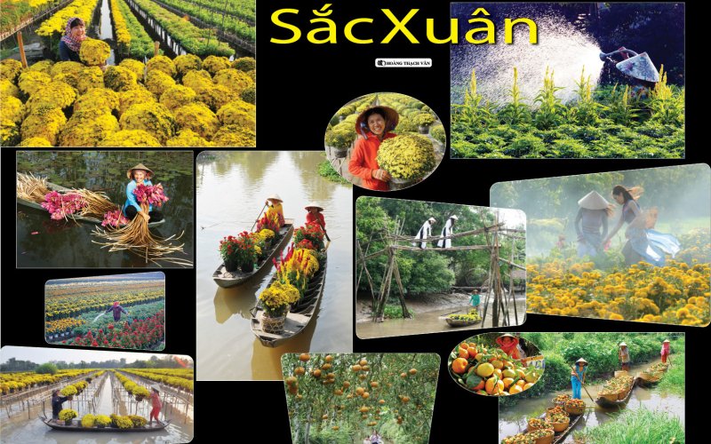 Sắc Xuân