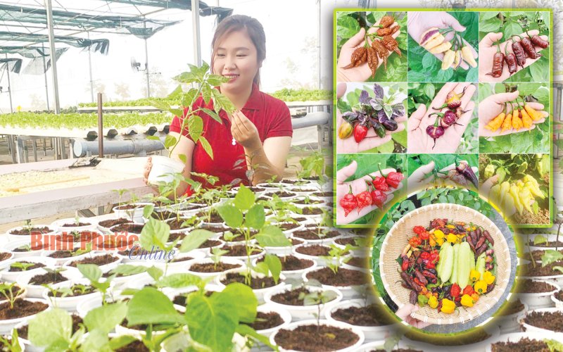 Thế giới… ớt