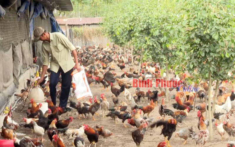 Thu nhập khá từ gà thả vườn phục vụ tết