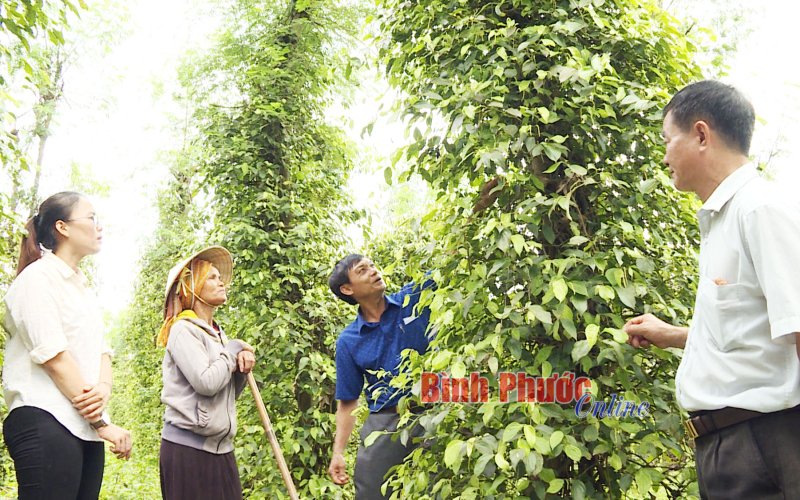 Tỉnh ủy định hướng phát triển văn hóa, xã hội, giảm nghèo bền vững