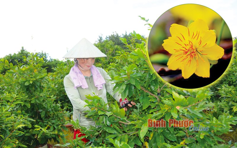 Tỷ phú mai vàng vùng biên