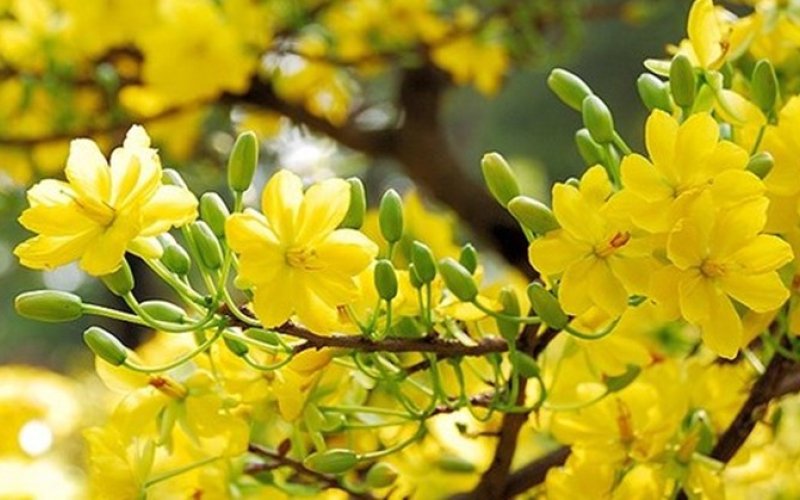 Xuân an khang - Xuân thịnh vượng!