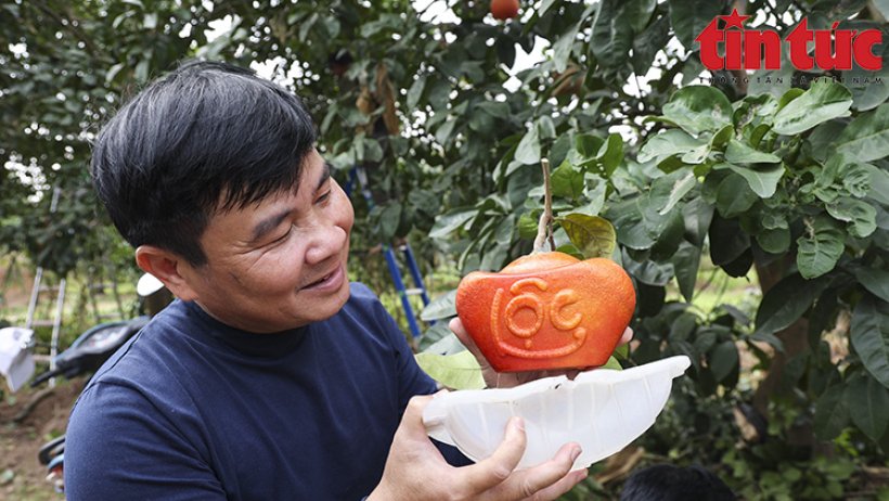 Bưởi đỏ 'tiến vua' đúc chữ tài - lộc không còn hàng để bán