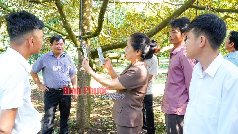 HTX Sầu Riêng Long Bình công bố mã vùng trồng xuất khẩu sang Trung Quốc