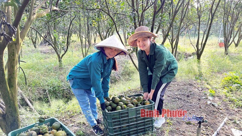 Nâng cao hiệu quả đầu tư từ chuỗi liên kết