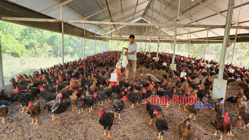 Nông nghiệp sạch - hướng đi tất yếu