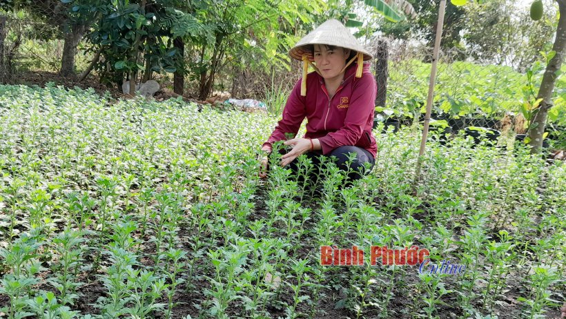 Rau xanh, hoa cảnh phục vụ tết: Hướng đến “sản xuất xanh”