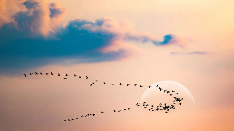 Tại sao loài chim luôn bay về phương Nam vào mùa Đông?