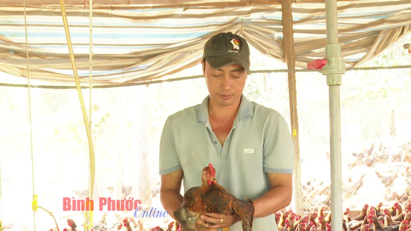 Tăng thu nhập từ gà trống bán tết