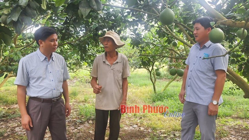 Thêu những mùa hoa trái