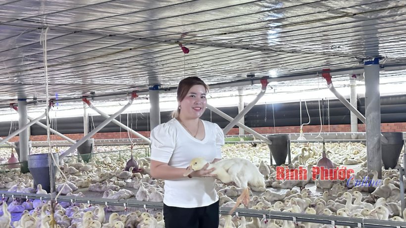 Triển vọng nuôi vịt công nghệ cao