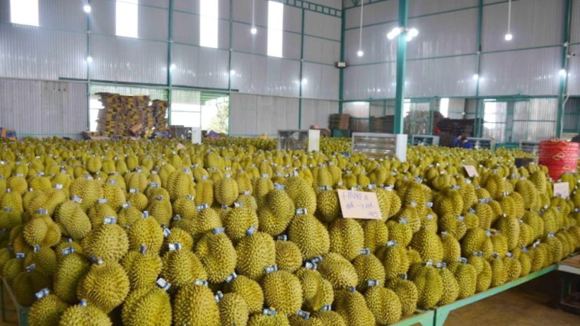 Xuất khẩu rau quả của Việt Nam dự báo tiếp tục lập đỉnh mới trong năm 2024