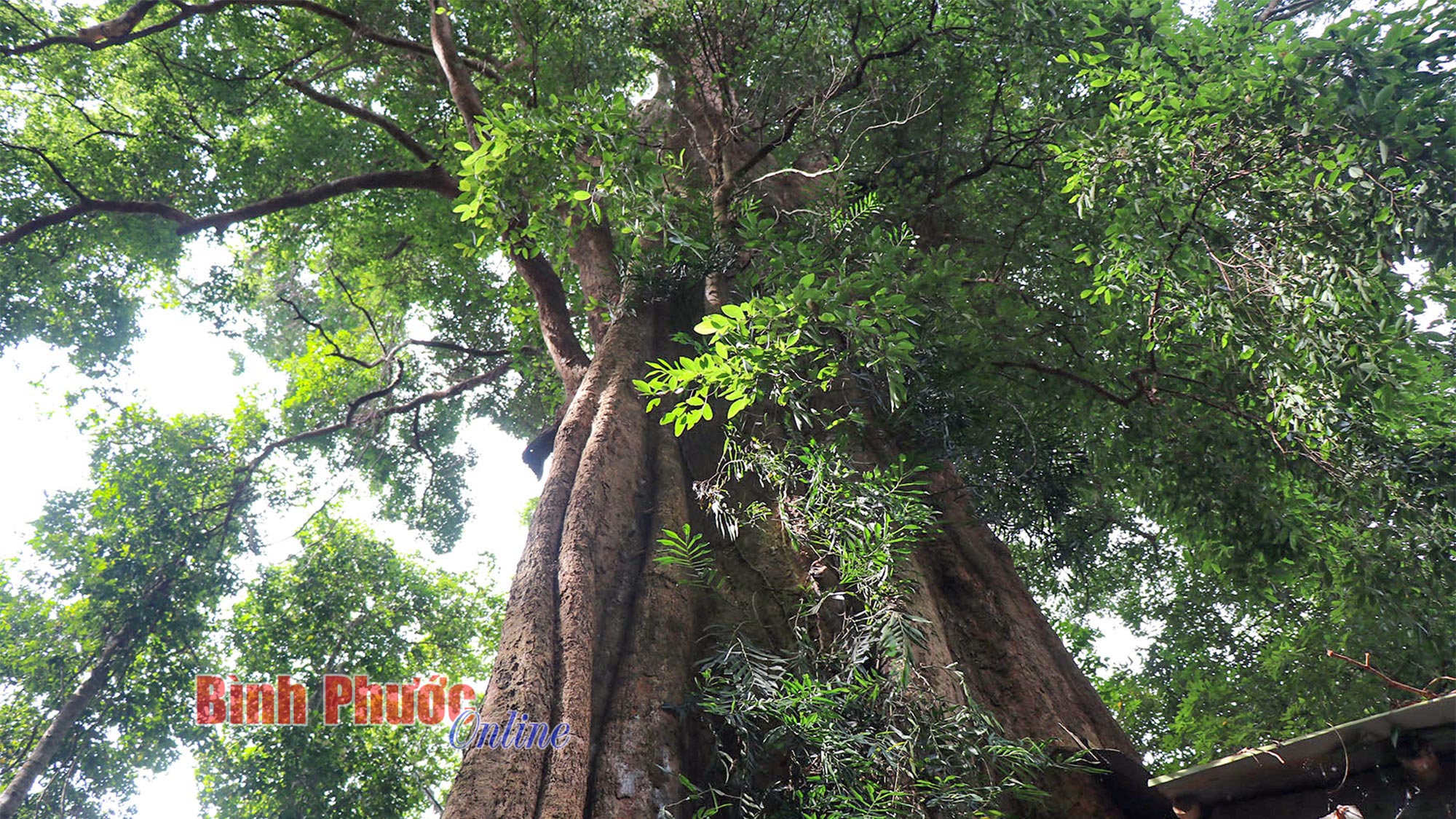 Cội rễ ngàn năm
