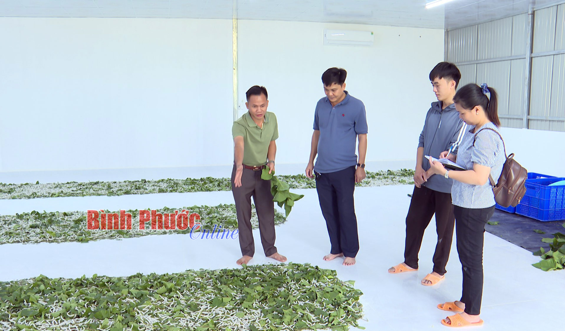 Hiệu quả từ nuôi tằm phòng lạnh