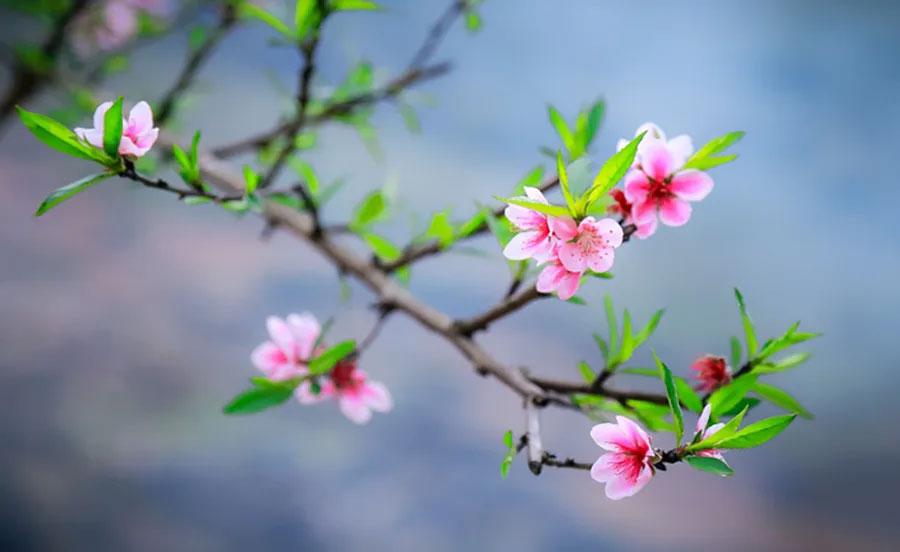 Mùa xuân của con