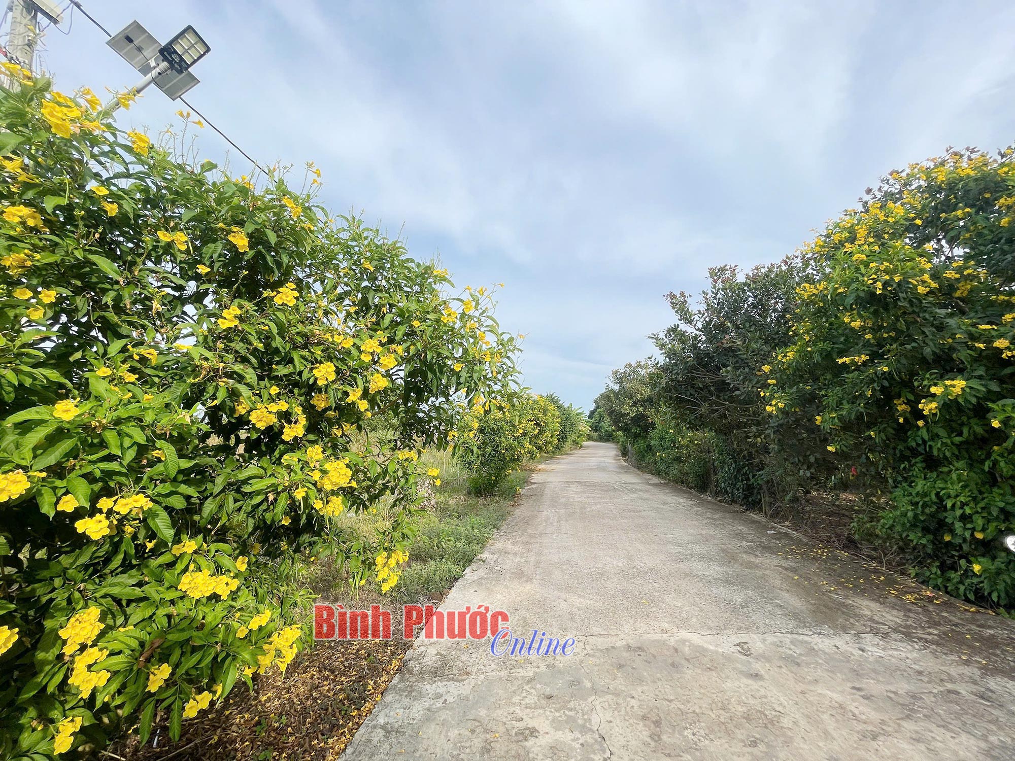 Rực rỡ những tuyến đường hoa