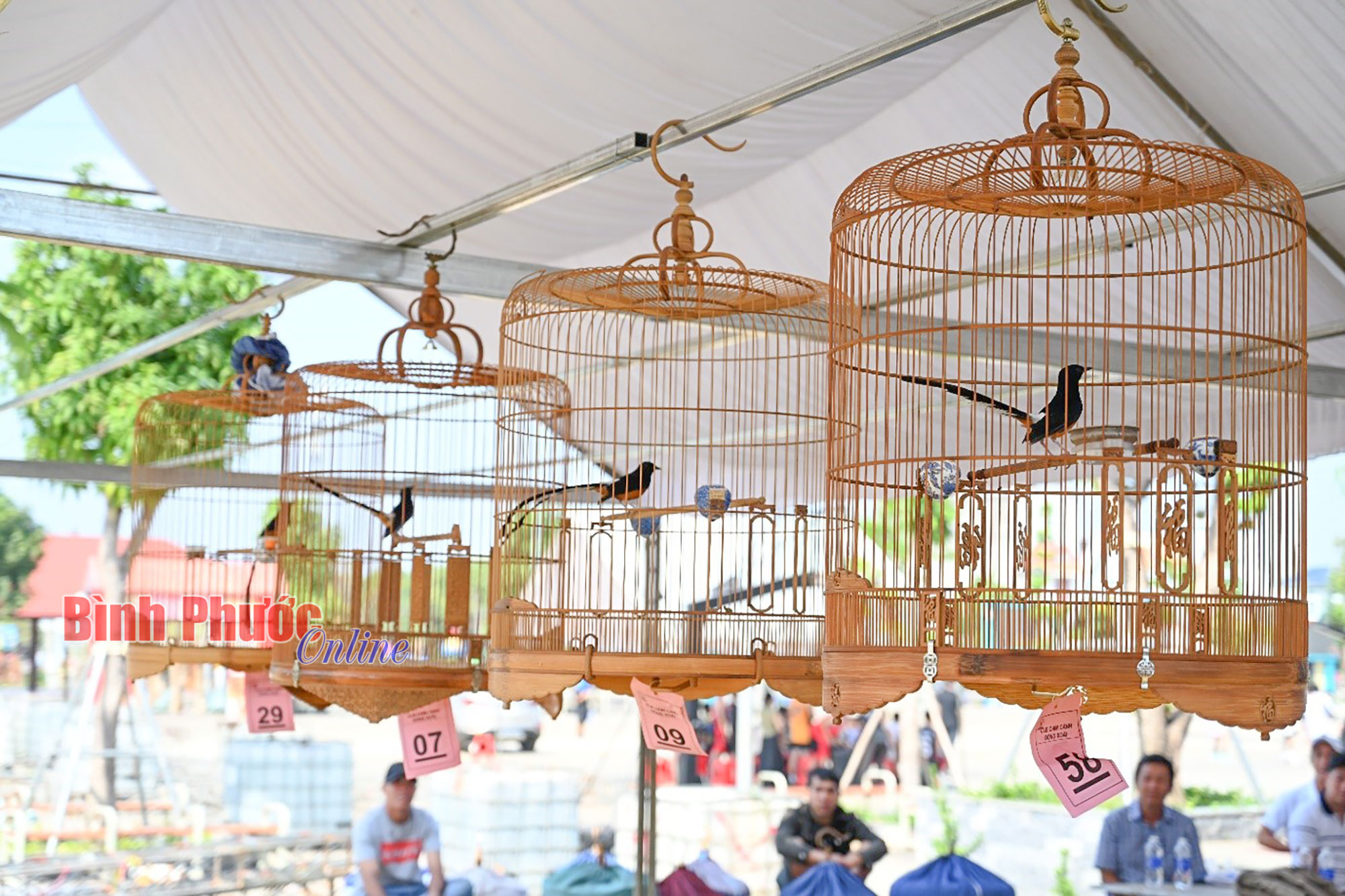 Sôi nổi hội thi chim chích chòe lửa đấu hót 