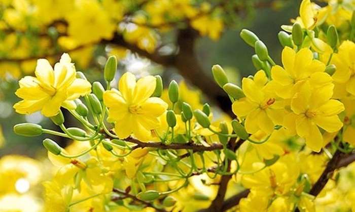 Tết sum vầy - Xuân ơn Ðảng