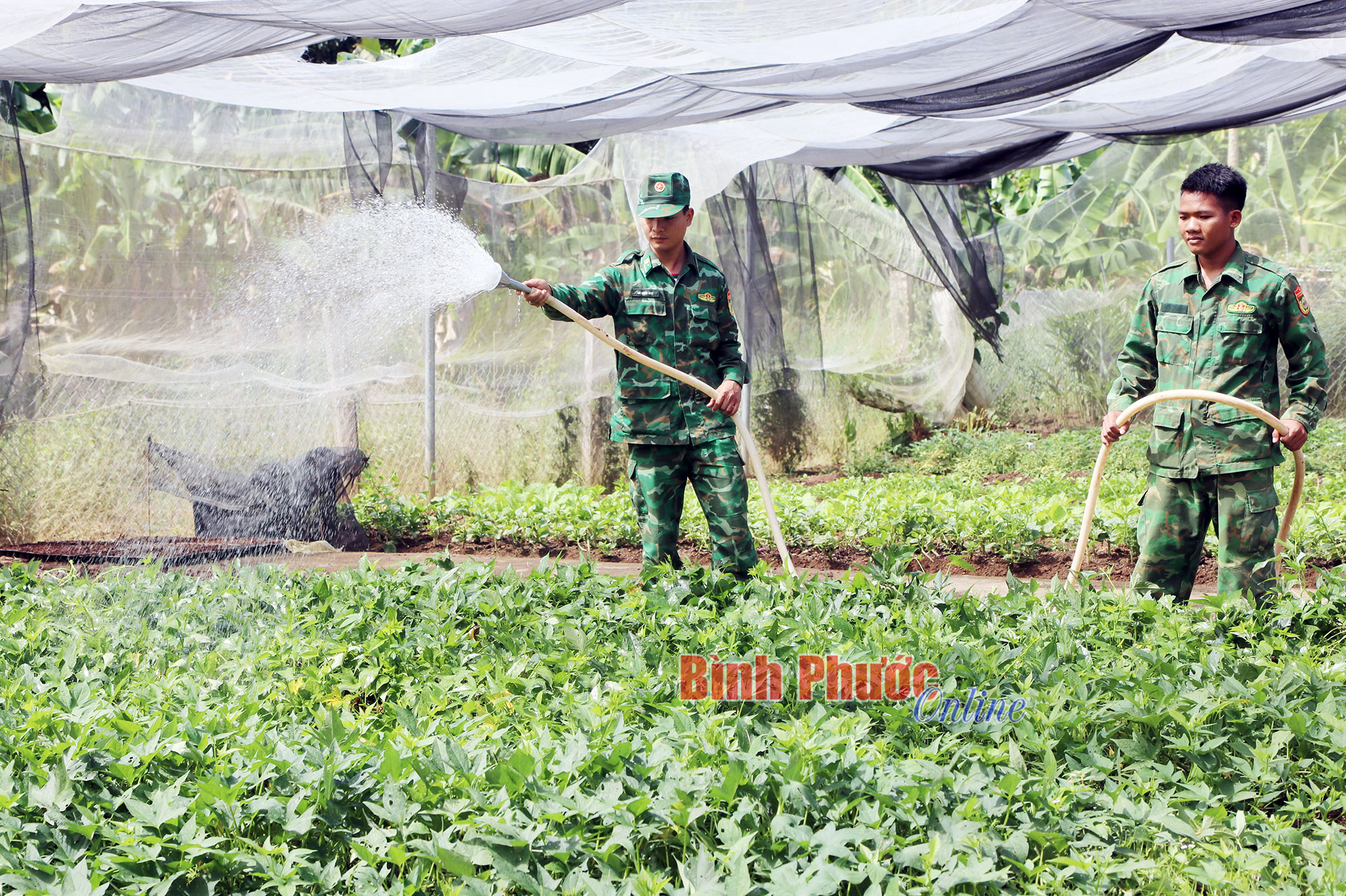 Xây dựng phên giậu vững bền