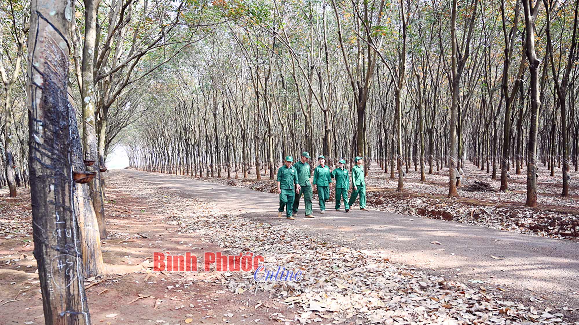 Xuân ấm áp với công nhân cao su