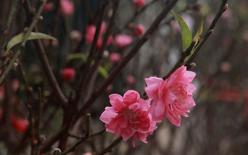 Cả nước đón giao thừa Tân Sửu