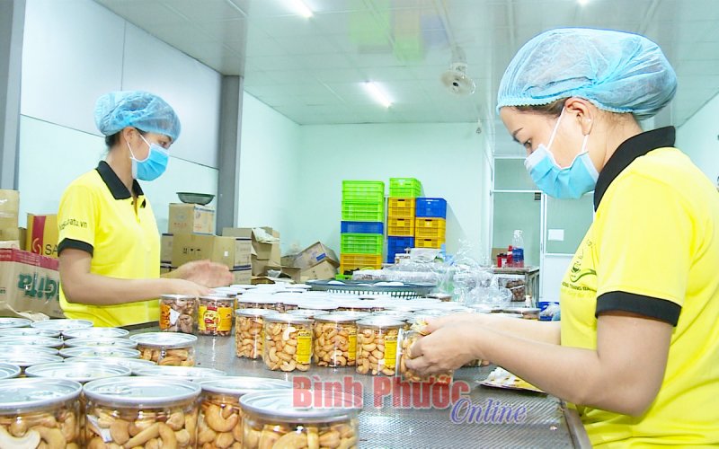 Chỉ dẫn địa lý - bảo vệ giá trị hạt điều Bình Phước