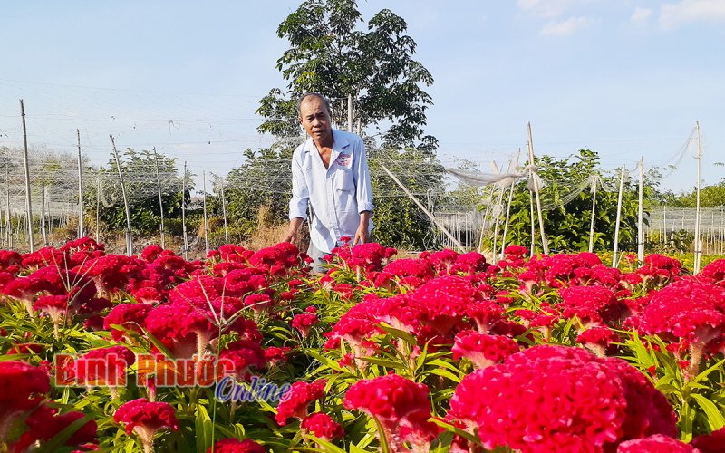 Chủ động đón tết an toàn